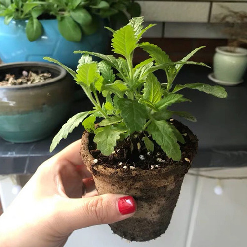 Para Vasos De Agua Para Plantas Y Vivero, Turba, 100