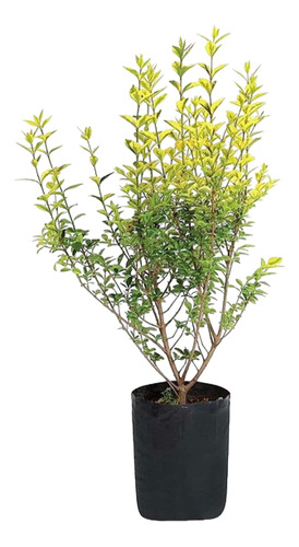 Planta Ligustrina - Ideal Cercos Jardines - Envíos