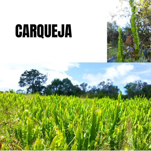 Kampo de ervas Carqueja chá orgânico 30gr