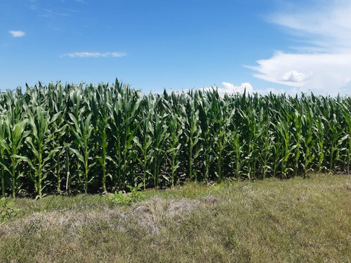 Imagen 7 de 30 de Campo En Córdoba (general Deheza)
