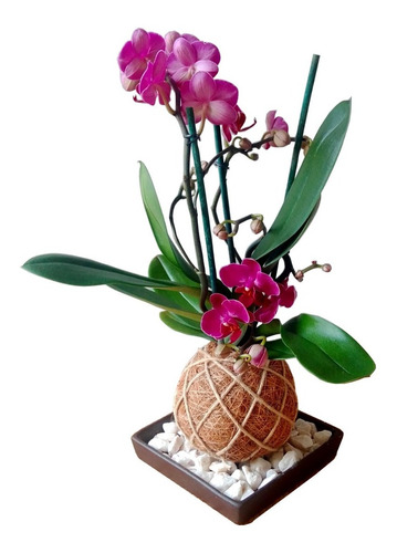 Imagen 1 de 3 de Kokedama Orquidea Mini Phalaenopsis