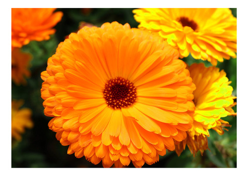 Semillas Florales Ecoproductos Calendula