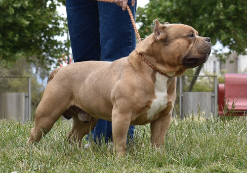 American Bully Cachorros Registro Abkc Al Día