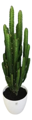 Planta Euphorbia + Maceta 