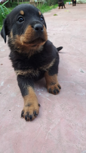 Cachorros Rot Puros