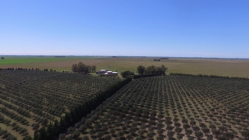 Imagen 4 de 21 de 500 Has. Campo Con Olivares - Coronel Dorrego