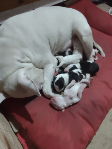 Imagen 1 de 5 de Bull Terrier Ingles