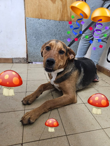 Cachorrona Sacha, 1 Añito, Preciosura 100%, Leer Y Responder