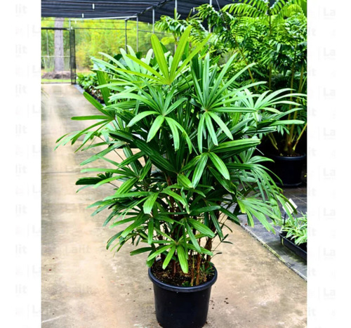 Palma ( Bamboo Palm ) (certificado)