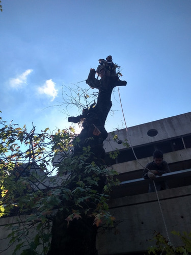 Imagen 2 de 6 de Poda De Arboles