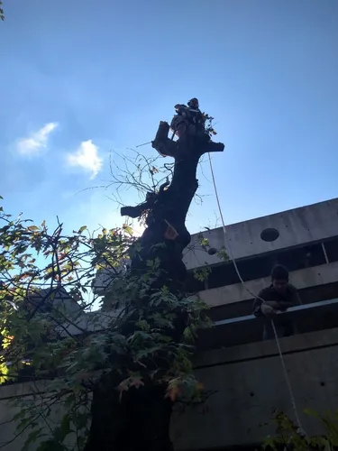 Poda De Arboles