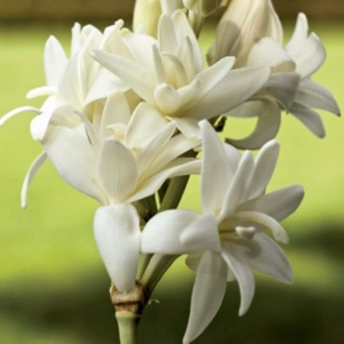 Bulbos De Flores - Flor Angélica - 15 Unidades | Parcelamento sem juros