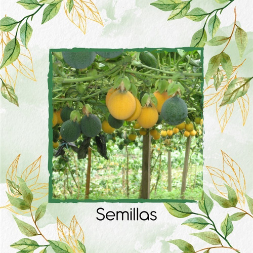 13 Semillas De Fruta Passiflora Ligularis