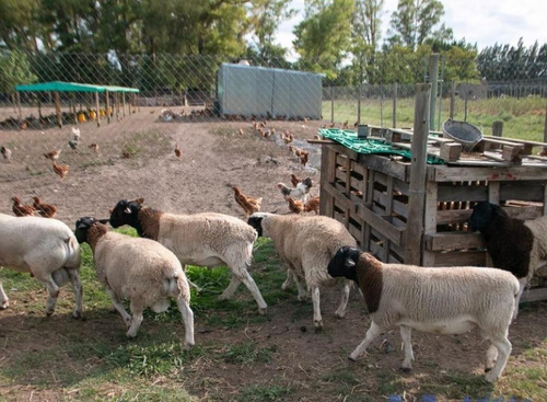 Campo En Venta - 9.9 Has - Los Cardales, Exaltación De La Cruz