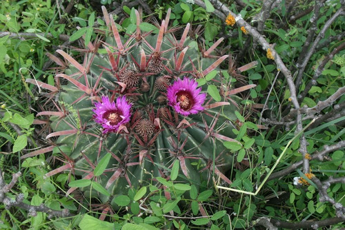 Imagen 3 de 30 de Terreno Campestre En Venta En Palo Colorado - San Miguel De