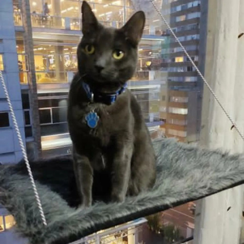 Imagen 3 de 5 de Camas Para Gatos, Hamacas De Ventana Para Gatos Miel Felina