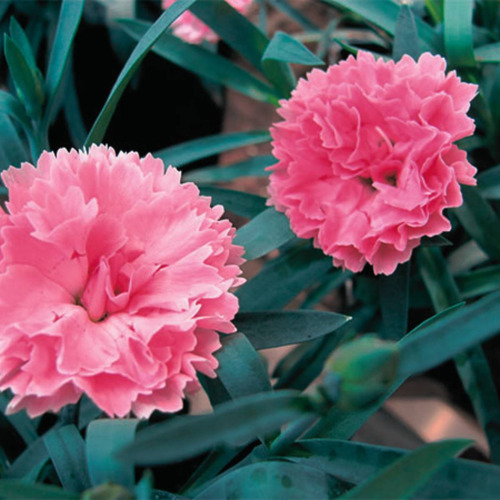 Sementes De Cravo Gigante Chabaud (rosa) Feltrin