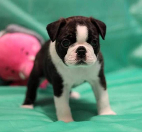 Boston Terrier Hermoso Puppiesarg