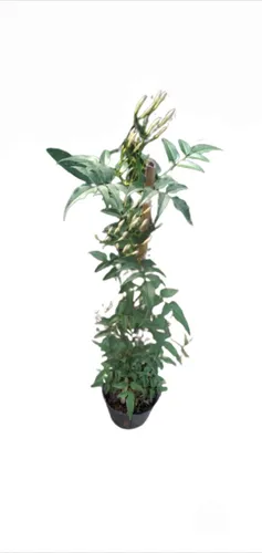 comprar Planta Enredadera Jazmín Chino 
