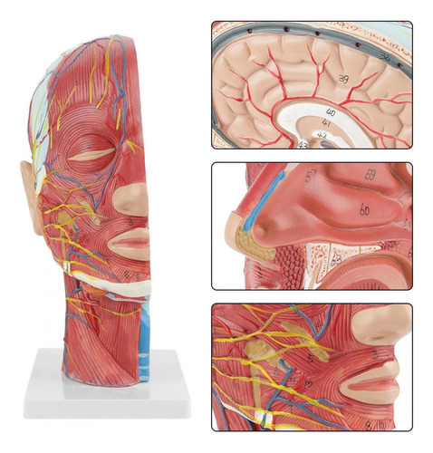 Tamaño Natural Humano Anatómica Cabeza Y Cara Anatomía Médic