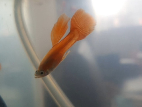 Guppys Naranjas Jovenes (guppy Full Red High Dorsal Albino)