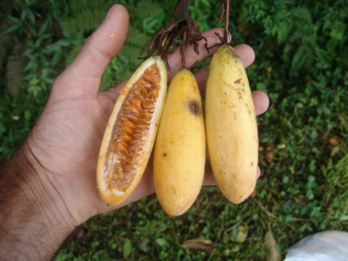 10 Sementes Maracuja Banana Passiflora Molissima Curuva
