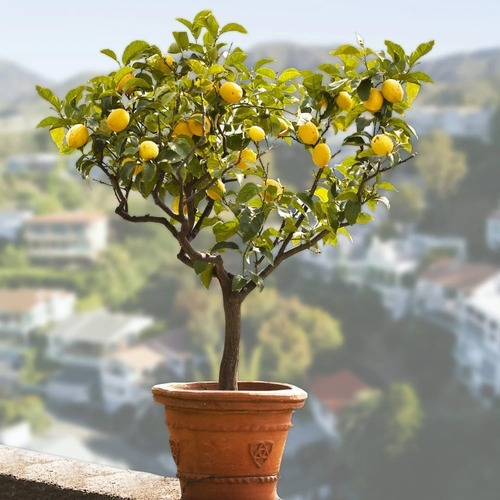 Limón Eureka