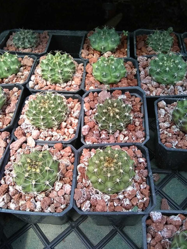 Cactus Gymnocalycium 