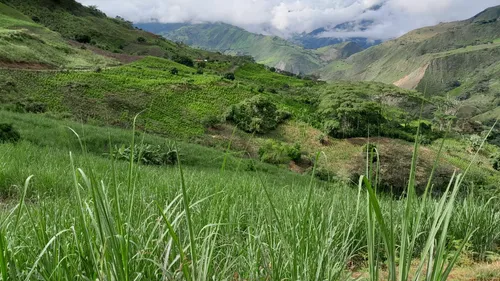 Vendo Finca Con Cultivo De Caña