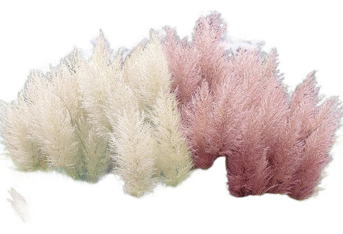 50 Sementes Capim Dos Pampas Pink E Branca P/ Muda