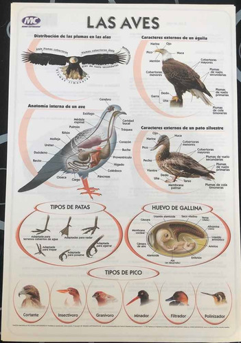 Láminas De Las Aves