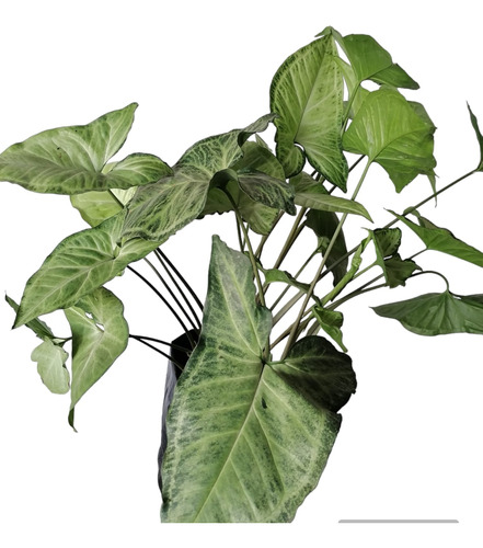 Planta Syngonium, Ideal Como Planta Colgante En Interior.