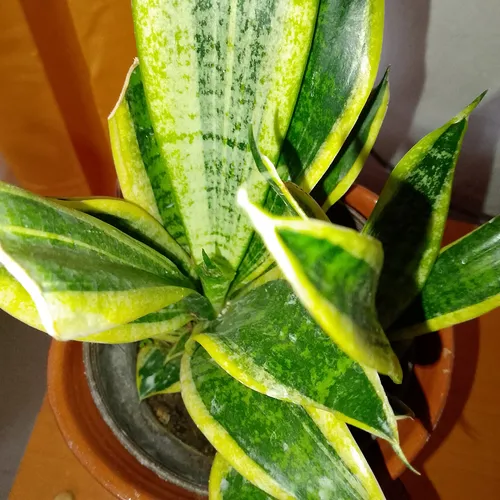 Planta Sanseveria Enana