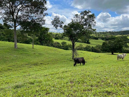 Imagem 15 de 20 de Chácara À Venda! Em Goianésia - Go, 13 Alqueres A 14.5 Km De Goianésia, Com 2 Nascente De Água Dentro.