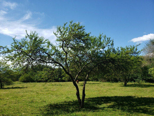 Imagen 8 de 14 de Chacra En Venta En Conchillas. 3 Has De Campo Y Arroyo.