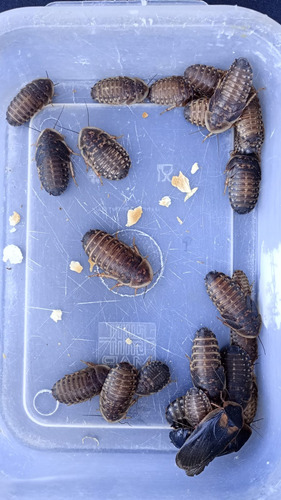 Blapticas