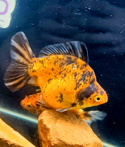 Goldfish Riunkin Calico Reproductor Pez Agua Fria Selección