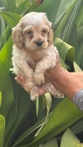 Cachorritos Cocker Spaniel