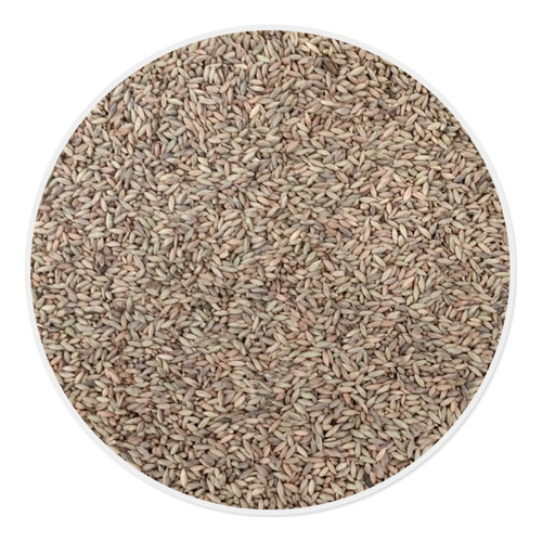 Semilla De Pasto Forrajero Var. Maxci (200 Gr)