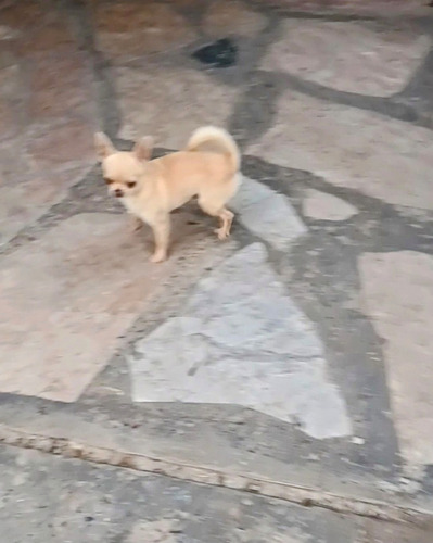 Servicio De Monta De Chihuahua Mini Mini 
