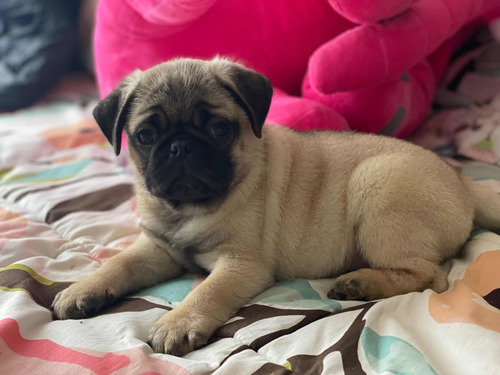 Pug Hermosos Hembras Y Machos Microchipeados