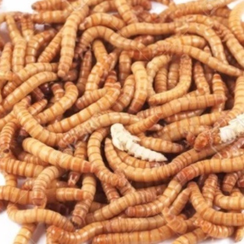 Imagem 1 de 7 de 1 Kilo Larvas De Tenebrio Molitor / Tenebrio Comum