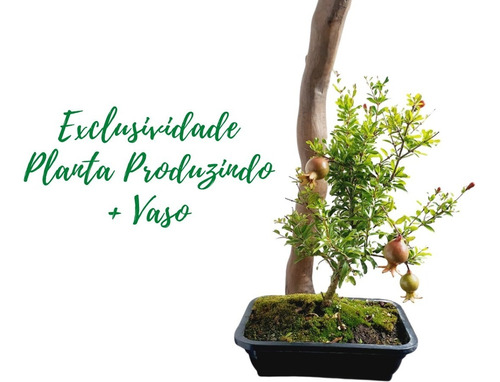 Exclusivo Romã Planta Adulta Produzindo Em Vaso Bonsai C/nf