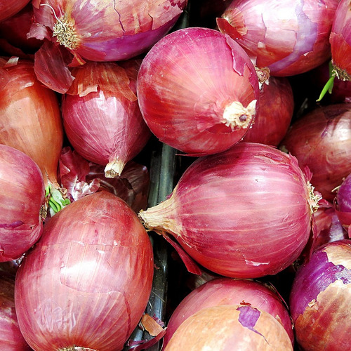 Semillas De Cebolla Colorada Para Huerta En Casa