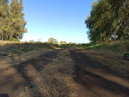 Terreno Agrícola En Venta, Campo De 60 Ha, Teno