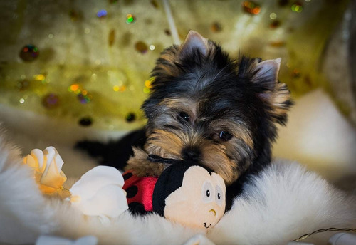 Imagen 2 de 4 de Yorkshire Terrier Macho Sangre Russa 100%