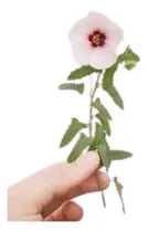 Comprar Malva Rosa Pavonia Hastata Planta Nativa Atrae Mariposas