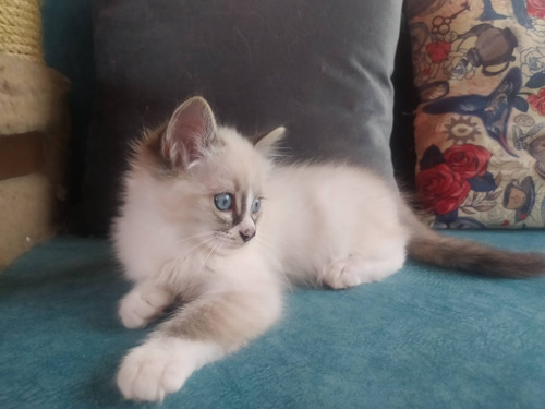 Imagen 7 de 10 de Gatos Ragdoll Birmanos Criador