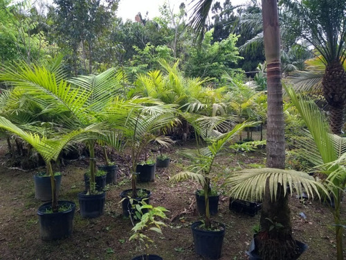 Fazenda Com Nascente - Ch00008