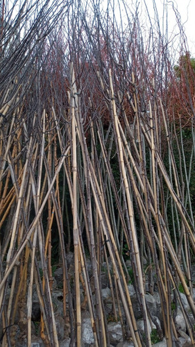 Ciruelo Prunus Pisardi - Hermoso Árbol - E.gratis Amba